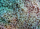 Echinoderms + Cnidarians